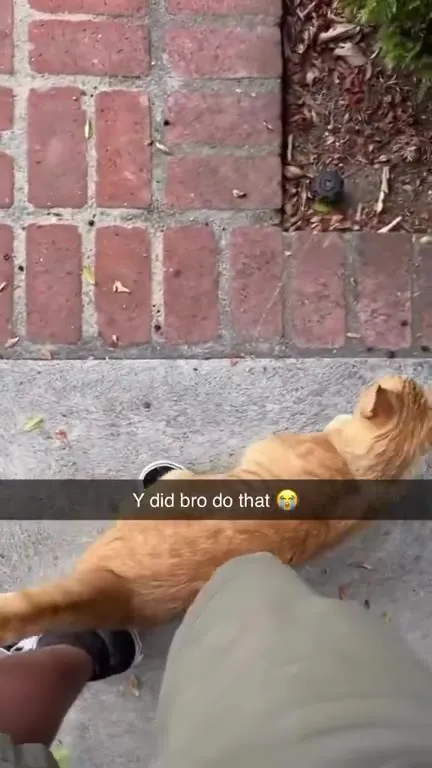 Orange Cat Won’t Stop Following