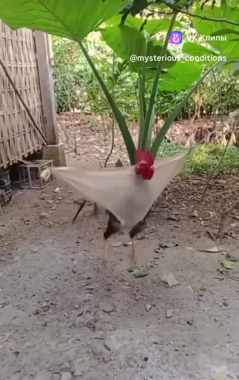 Курица в бумажном самолёте