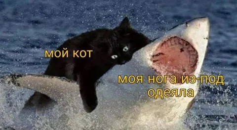 Мой кот и моя нога