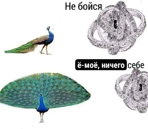 Павлин и космическая гравюра