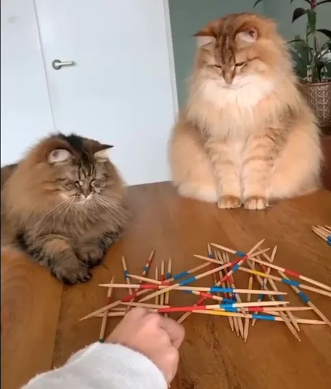 Коты ломают игру в палочки