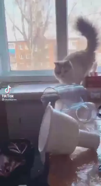 Кот прыгает на кухне