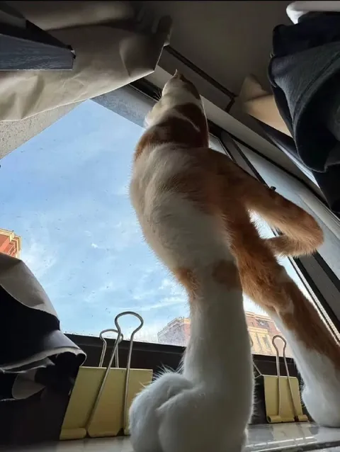 Кот у окна снизу
