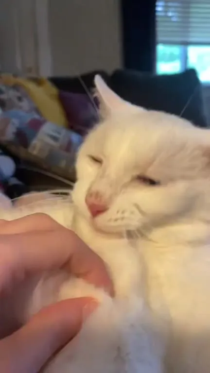 Кот кайфует от почесываний