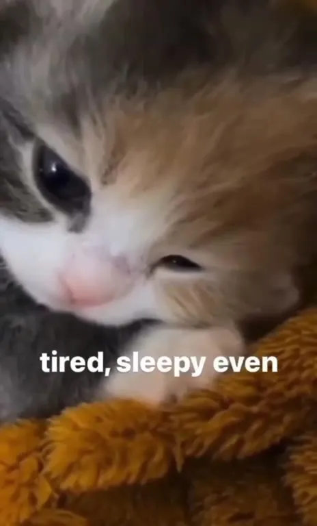 Tired Sleepy Kitten