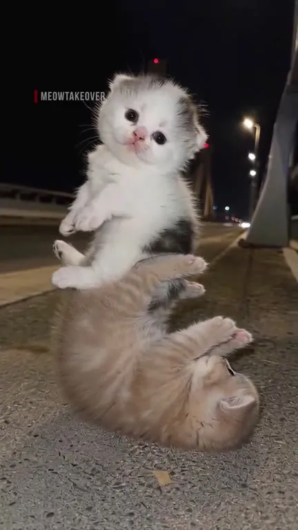 Котёнок катается на другом котёнке