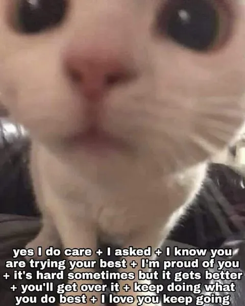 Supportive Cat Encouragement