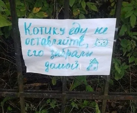 Котика забрали домой