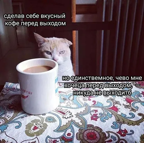 Кот не выходит из дома