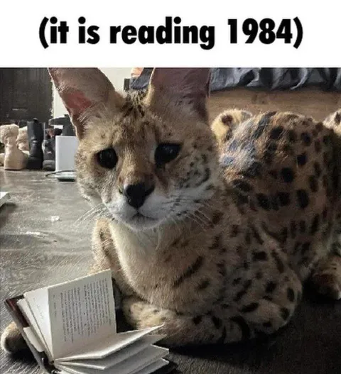 Cat Reading 1984