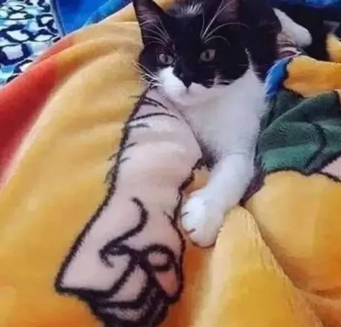 Кот уютно лежит под одеялом