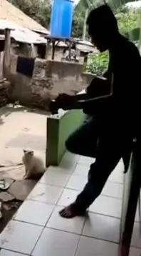 Танец перед удивлённым котом