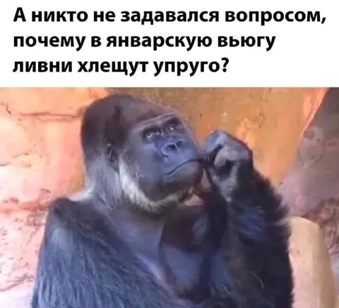 Задумавшаяся горилла про вьюгу