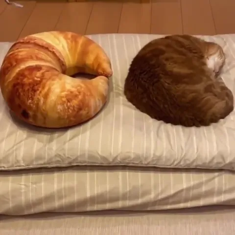 Кот-круассан на подушке