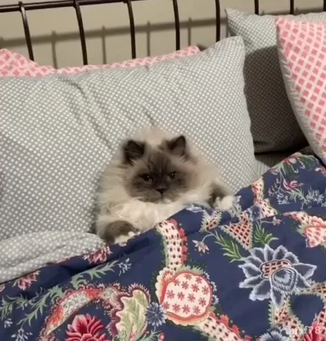 Кот выглядывает из-под одеяла