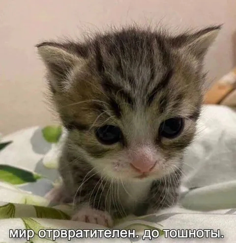 Мир отвратителен до тошноты