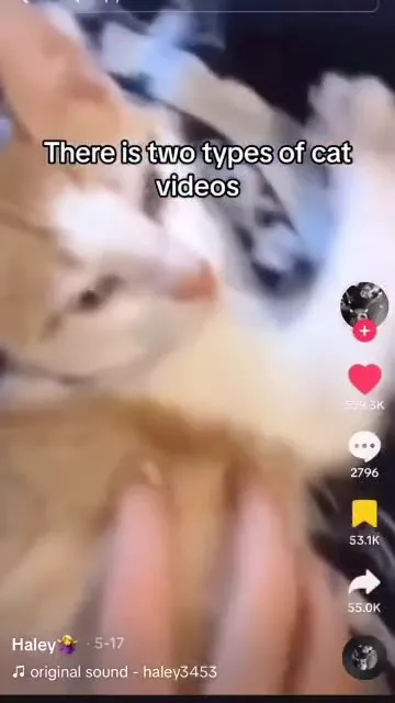 There Are Two Types of Cat Videos