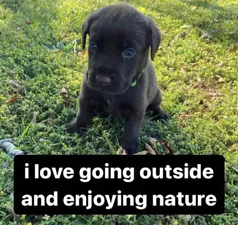 Puppy Loves Going Outside