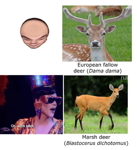 European Fallow Deer vs Marsh Deer