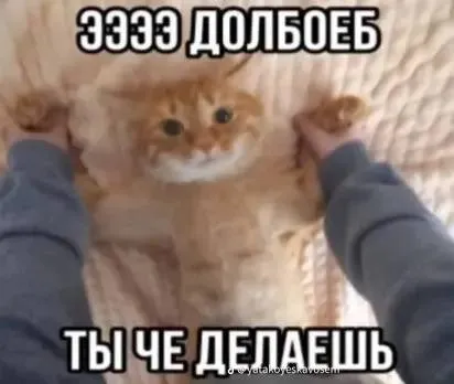 Кот: ты че делаешь