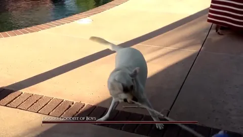 Doggo Plays With Balloon Toy