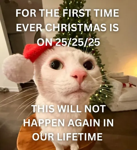 Christmas on 25/25/25 Cat