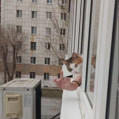 Кот показывает средний палец
