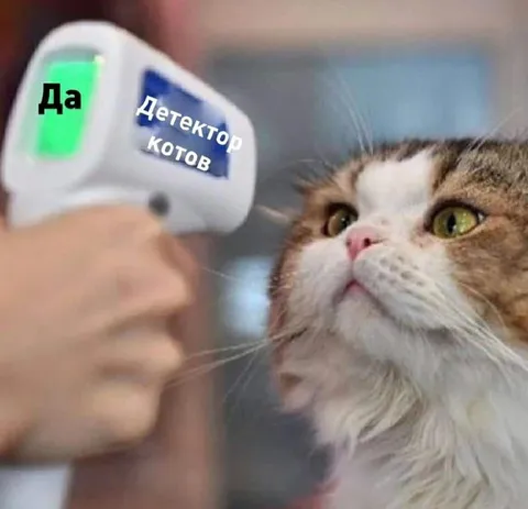 Детектор котов обнаружил кота