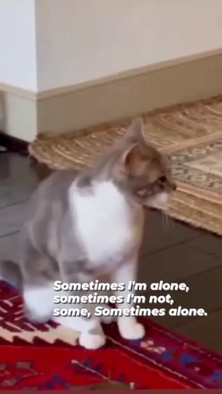 Sometimes I'm Alone Cat
