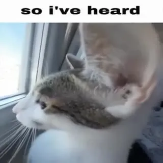 So I've Heard Cat Turns