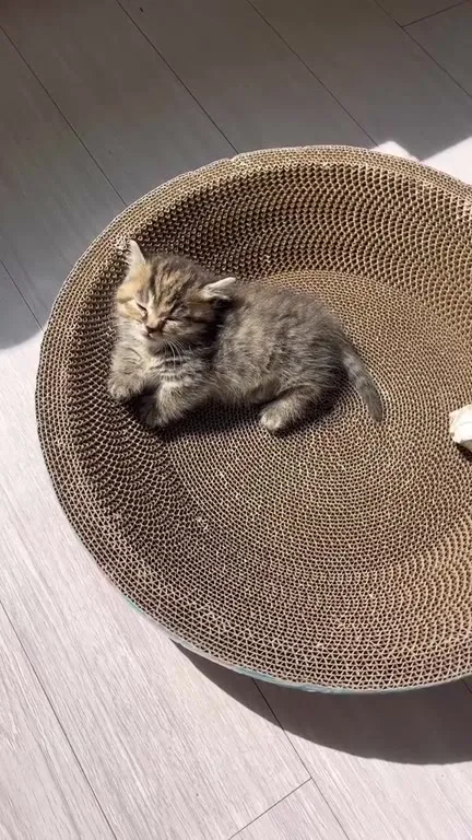 Котёнок на картонной когтеточке