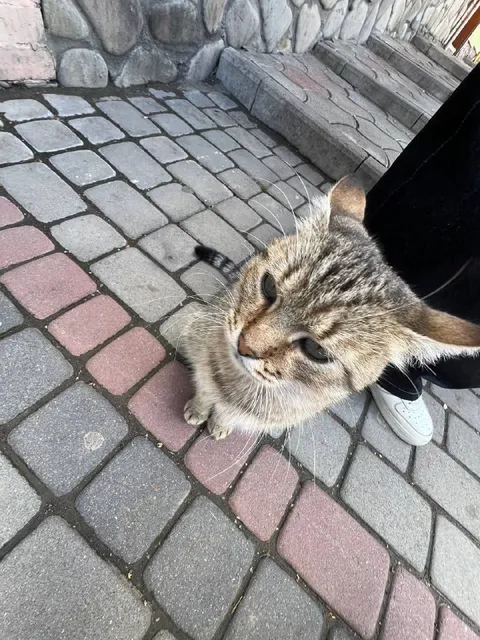 Кот смотрит вверх