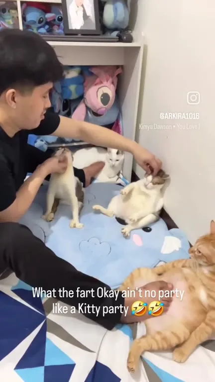 No Party Like a Kitty Party
