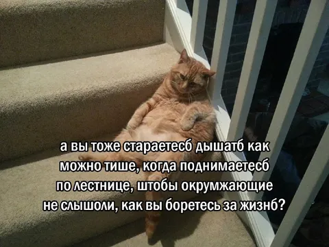 Кот борется за жизнь на лестнице