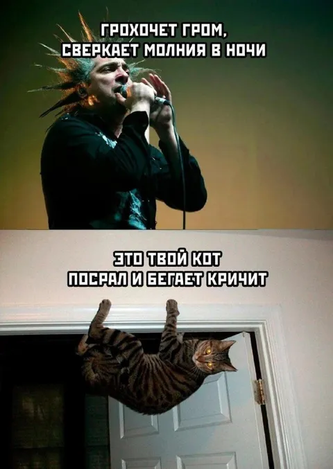 Кот орёт как гром