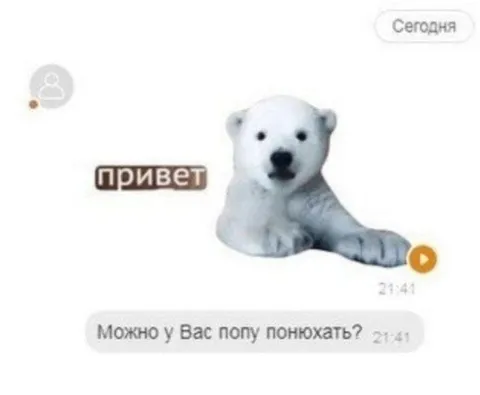 Белый медведь просит понюхать попу