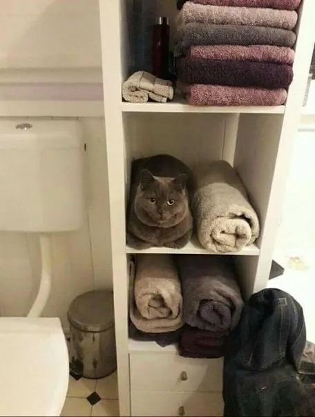 Кот среди полотенец