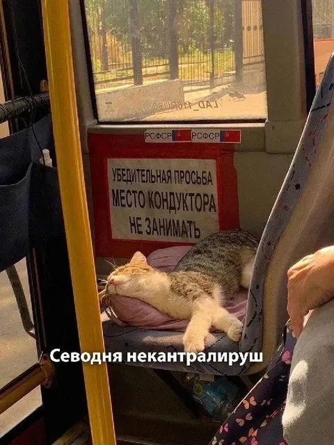 Кот занял место кондуктора