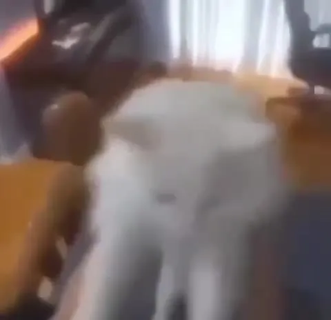 Белый кот тянется к камере