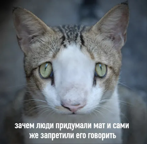 Зачем придумали мат