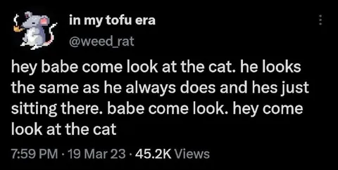 Look At The Cat Again