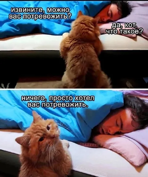 Кот хотел потревожить хозяина