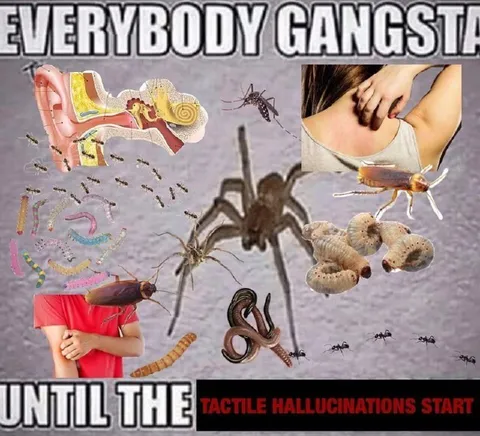 Everybody Gangsta Until Tactile Hallucinations