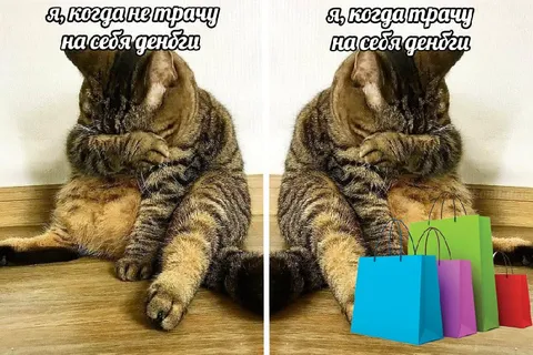 Кот потратил деньги на себя