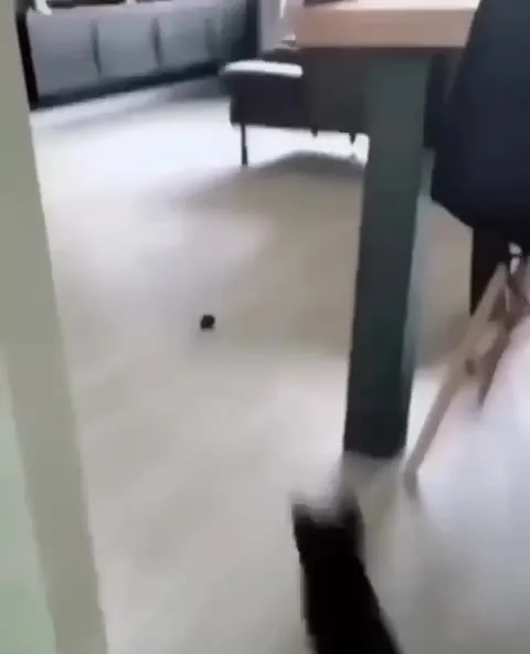 Котята встречаются под Jump