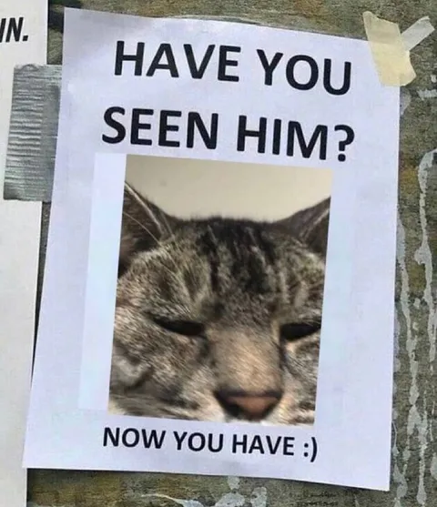 Have You Seen Him Cat Poster