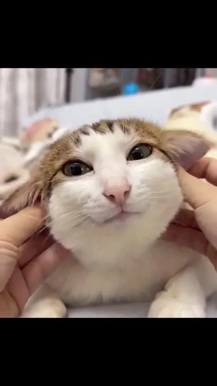 Кот с ушами зайчика