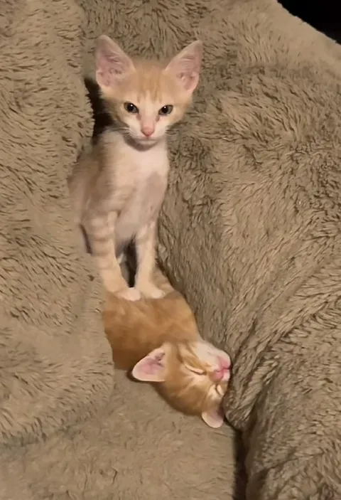 Котёнок стоит на спящем брате