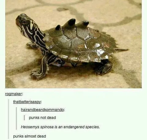 Punks Almost Dead Turtle
