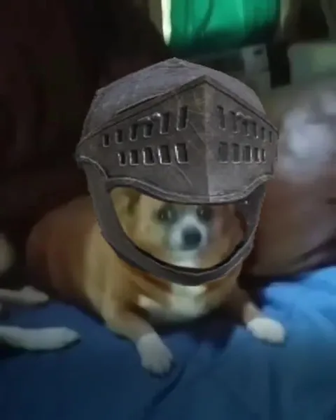 Helmeted Dog’s Dramatic Curse
